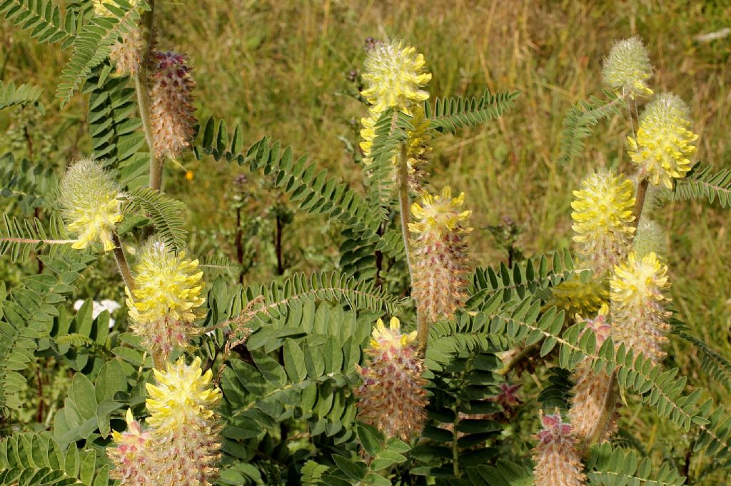 Astragalus alopecurus / Astragalo maggiore